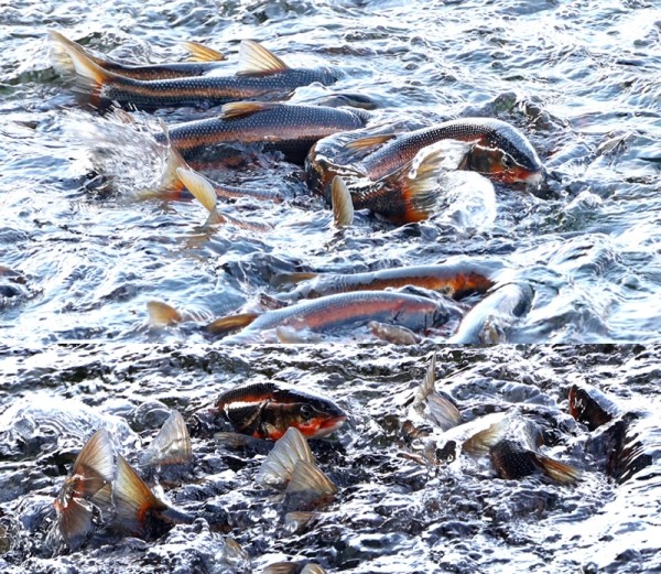 태화강 황어(자료사진)