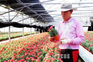울산북구, '5월의 꽃' 카네이션 본격 출하