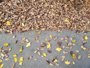 낙엽 쓸기