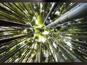 울산생태 전국사진공모전 대상에 박유환씨의 '십리대숲의 위용'